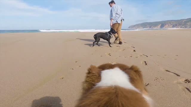 Pov camera Dogs enjoying on the beach