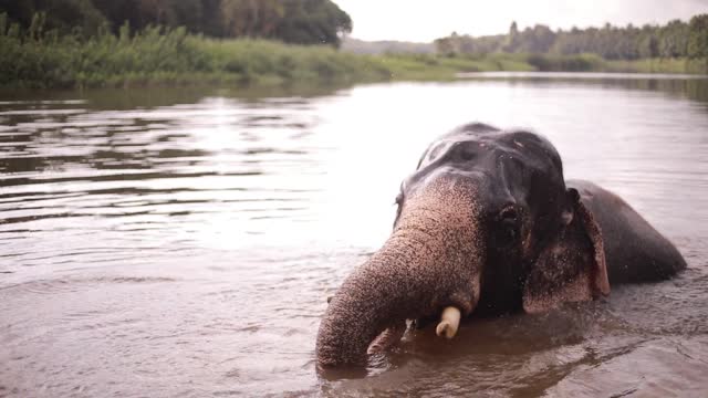 The elephant inside the river celebrates with visitors.