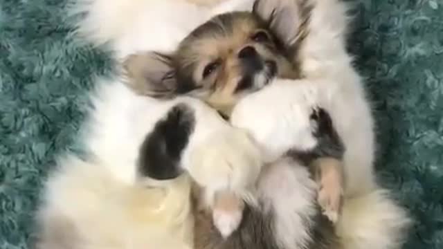 Sooo soothing to see happy and cute puppys