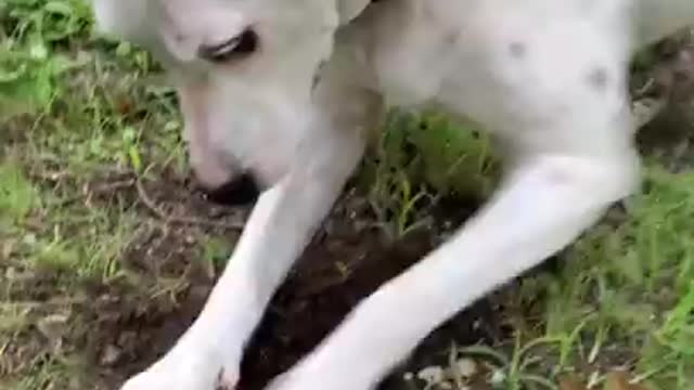 Funny Dogs Will Help Your Life Not Be Boring _ Funniest Dog