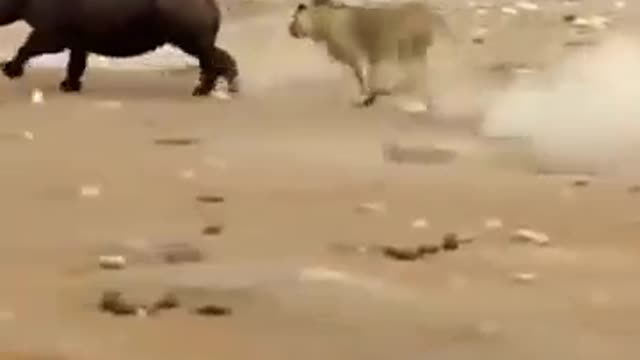 Rhino Fights For Life Against Lions