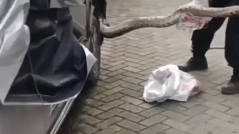 Cute and adorable animal behavior makes anyone happy to see it