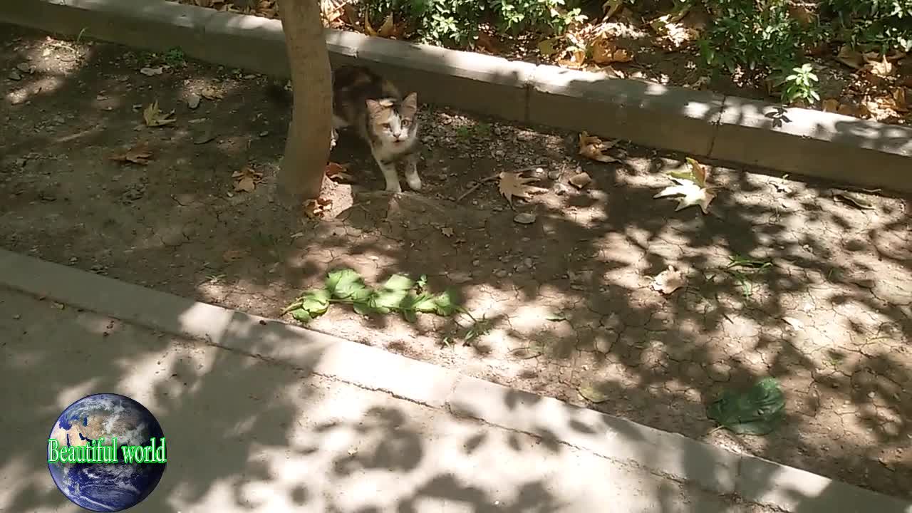 funny cat | Playful cat | cats | cat | most popular cat video | popular cat video