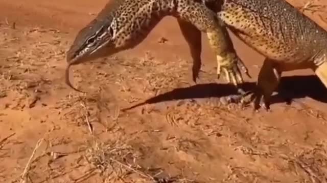 Yellow spotted monitor lizard