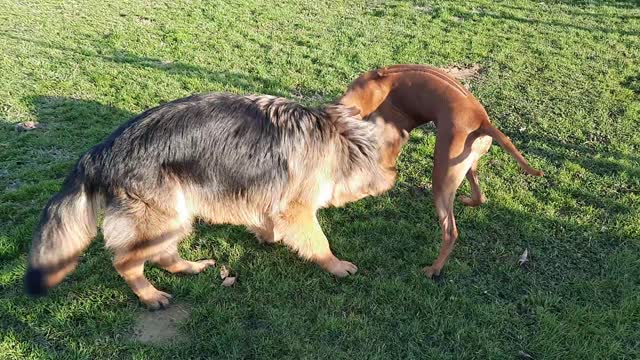 Milo and Friend Lula The Rhodesian Ridgeback