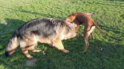 Milo and Friend Lula The Rhodesian Ridgeback