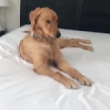 Dog on Crack of the Day 🐕