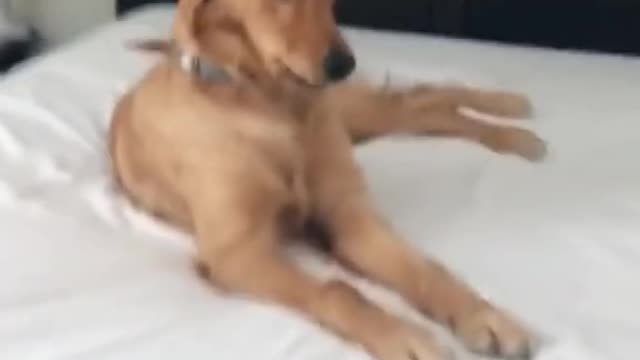 Dog on Crack of the Day 🐕