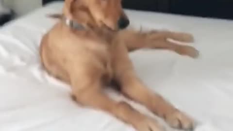 Dog on Crack of the Day 🐕