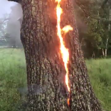 Tree catches on fire after getting struck by lightning