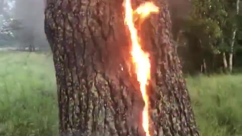 Tree catches on fire after getting struck by lightning