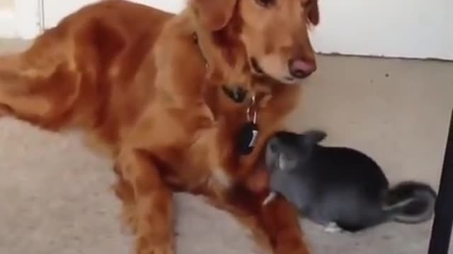 dog and mouse in fun