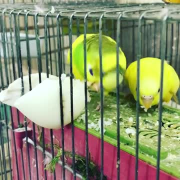 Lovebirds greedily eat eggs inside the cage (1)