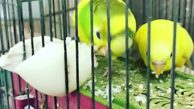 Lovebirds greedily eat eggs inside the cage (1)