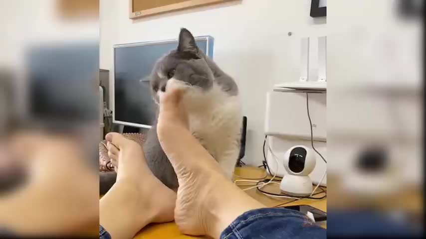 Cute cat 🐈 video and funny video