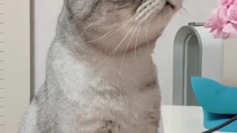 especially sharp ears