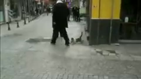 Aggressive Cat attacking peoples compilation