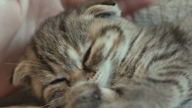 CUTE CAT
