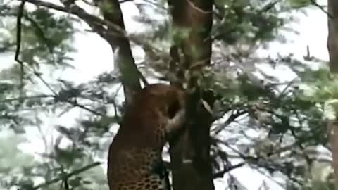 A swift skip solitary Cat