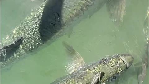 Feeding Tarpon In The Keys