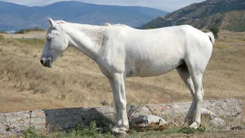 White Horse standing on a Meadow in a Mountains of Georgia