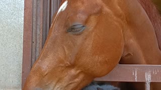 Gentle Horse Befriends Tiny Kitten