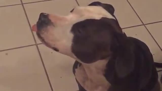 Dog hilariously attempts to lick peanut butter off nose