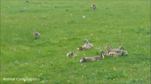 baby goose falling asleep