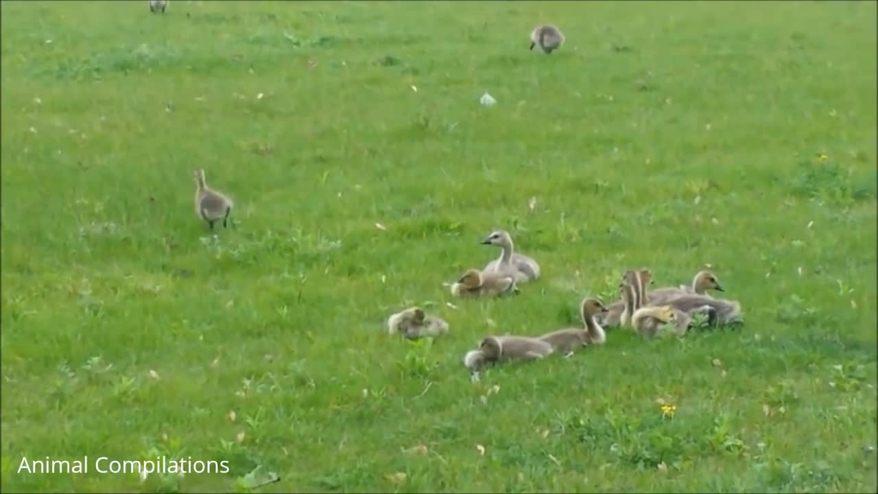 baby goose falling asleep