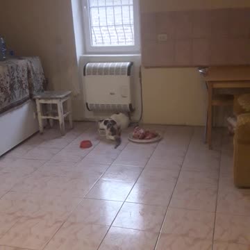 Dora is having lunch