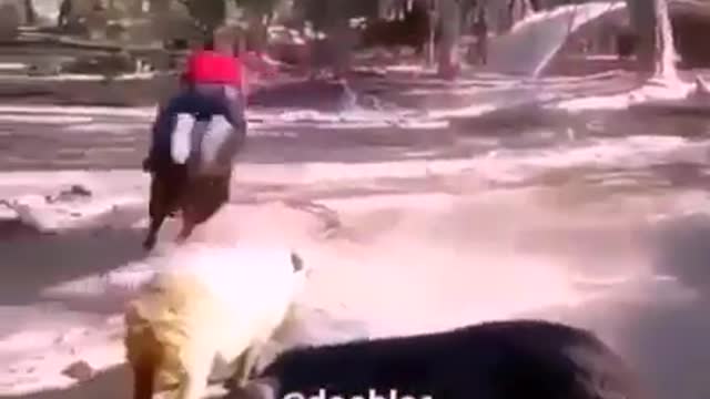 funny video, HUMOR