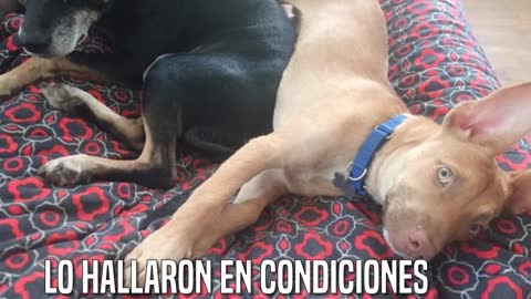 Dos encantadores perritos que les une su oscuro pasado y ahora son inseparables