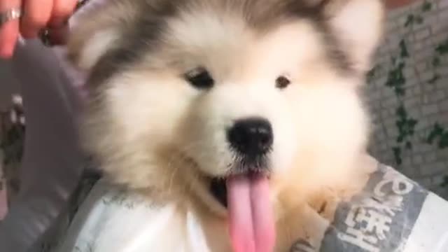 Alaskan pup gets a haircut