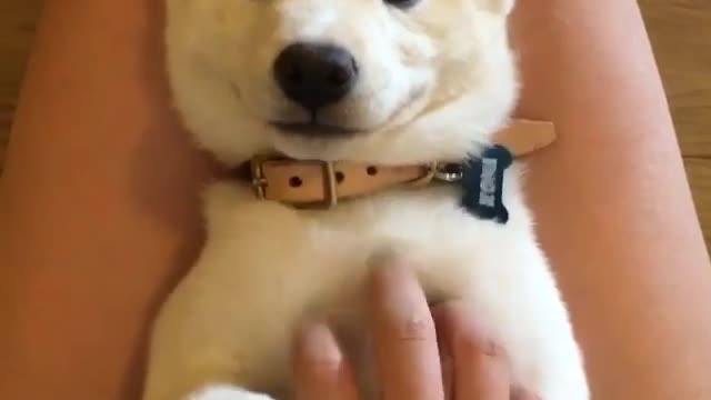 Dog do not smile