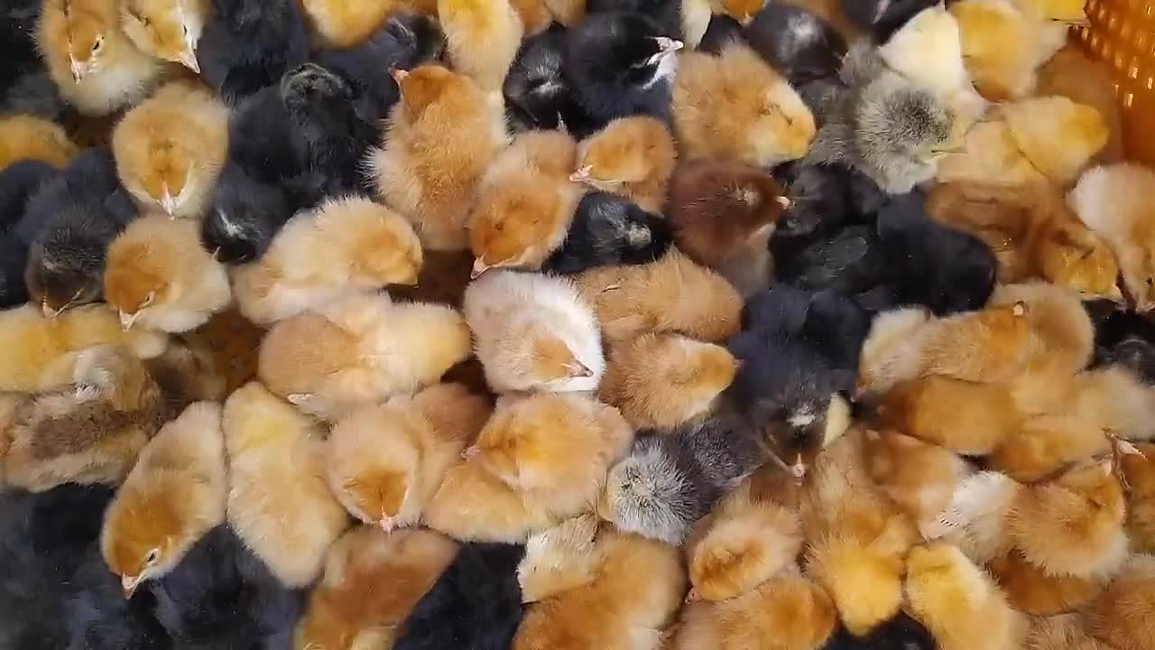 The little chick