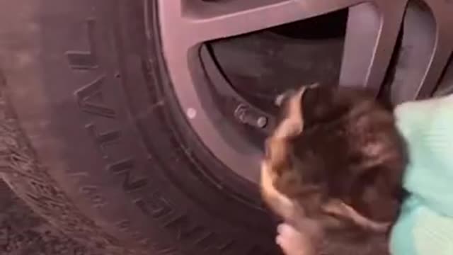 #Lovely #Cat, #black cat, #cute cat, #funny cats, funny cat videos #2021