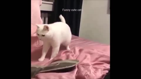 Cute and Funny Cat 2021