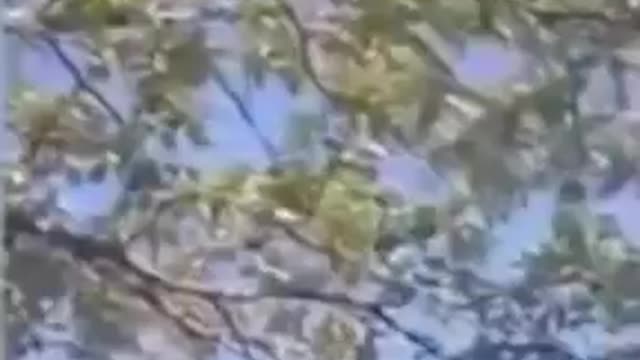 5G KILLS ONE SIDE OF A TREE!!!