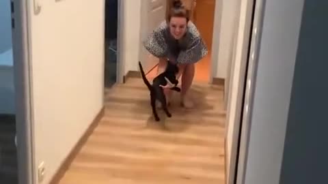 The cat who wants to fly