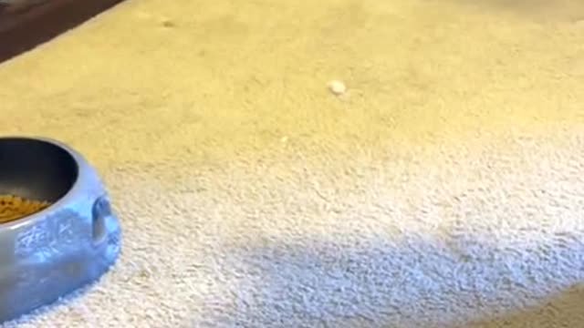 How to tease your dog on Helloween