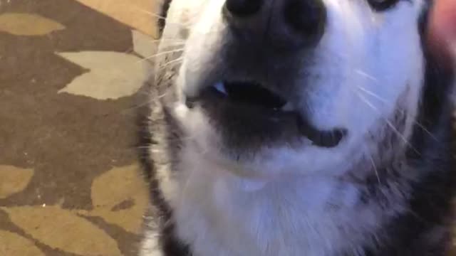 Beautiful Husky Learns To Speak
