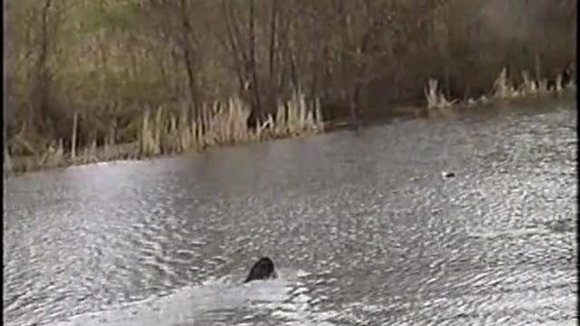 2003 Chris Dog Training