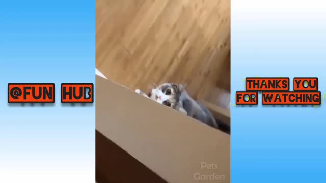 Cute & Funny Cat Videos To Keep You Smiling 🐈