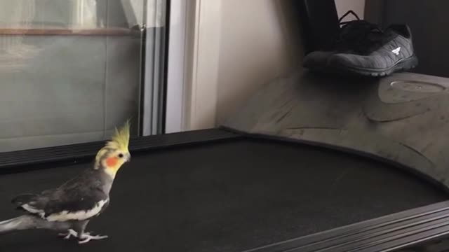 Cheddar the Running Cockatiel