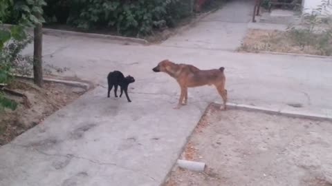 Cat and dog fight