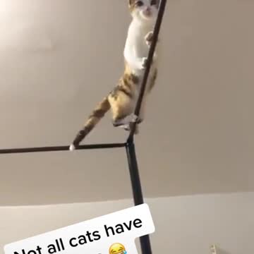 Funny cat trying to balance...