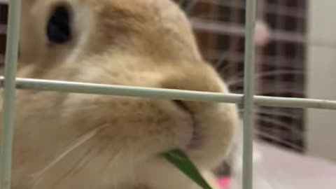 Bunny eating barley