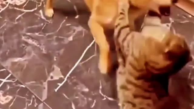 Funny cat fighting with dog😍😍