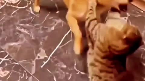 Funny cat fighting with dog😍😍