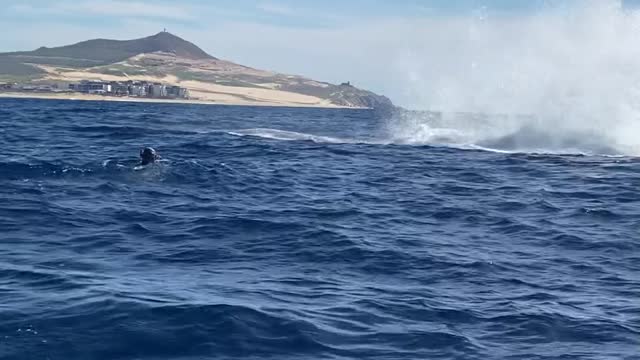 Cabo Whales